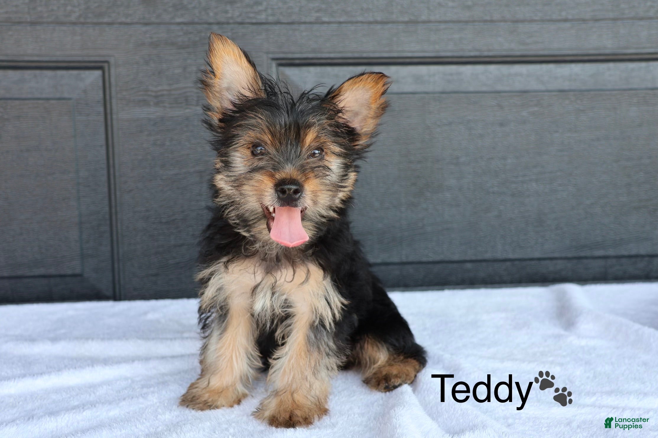 Yorkshire Terrier dogs Teddy - Ad 1