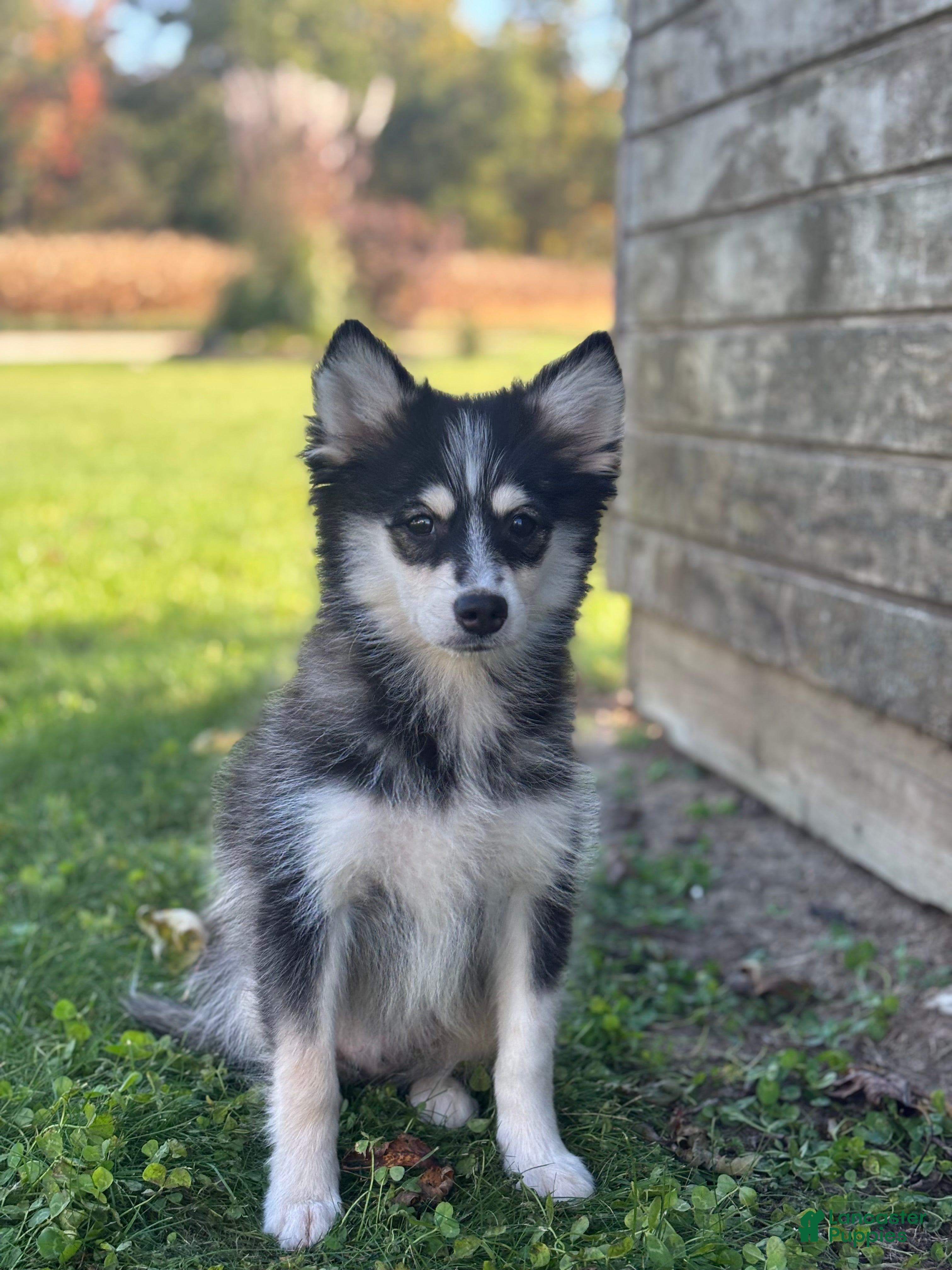 Pomsky dogs for sale: Donald - Ad 1