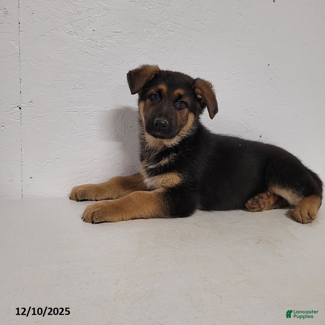 German Shepherd dogs for sale: Barney - Ad 1