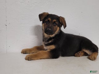 German Shepherd dogs Barney - Ad 6