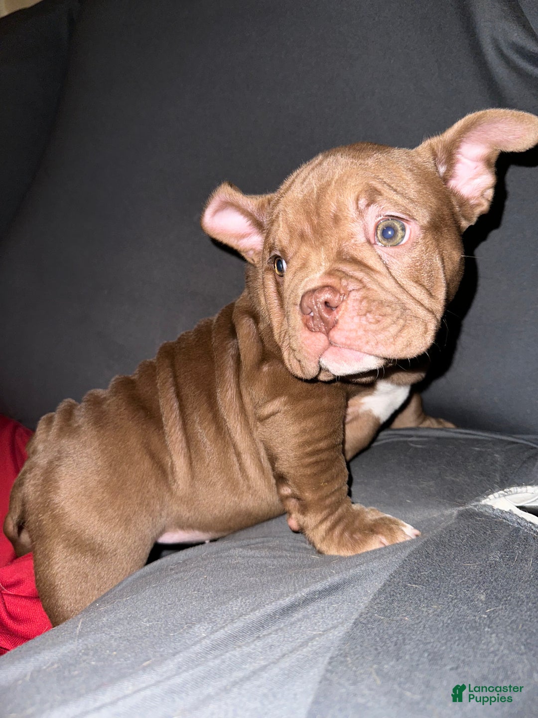 American Bully dogs for sale: Pepper - Ad 4