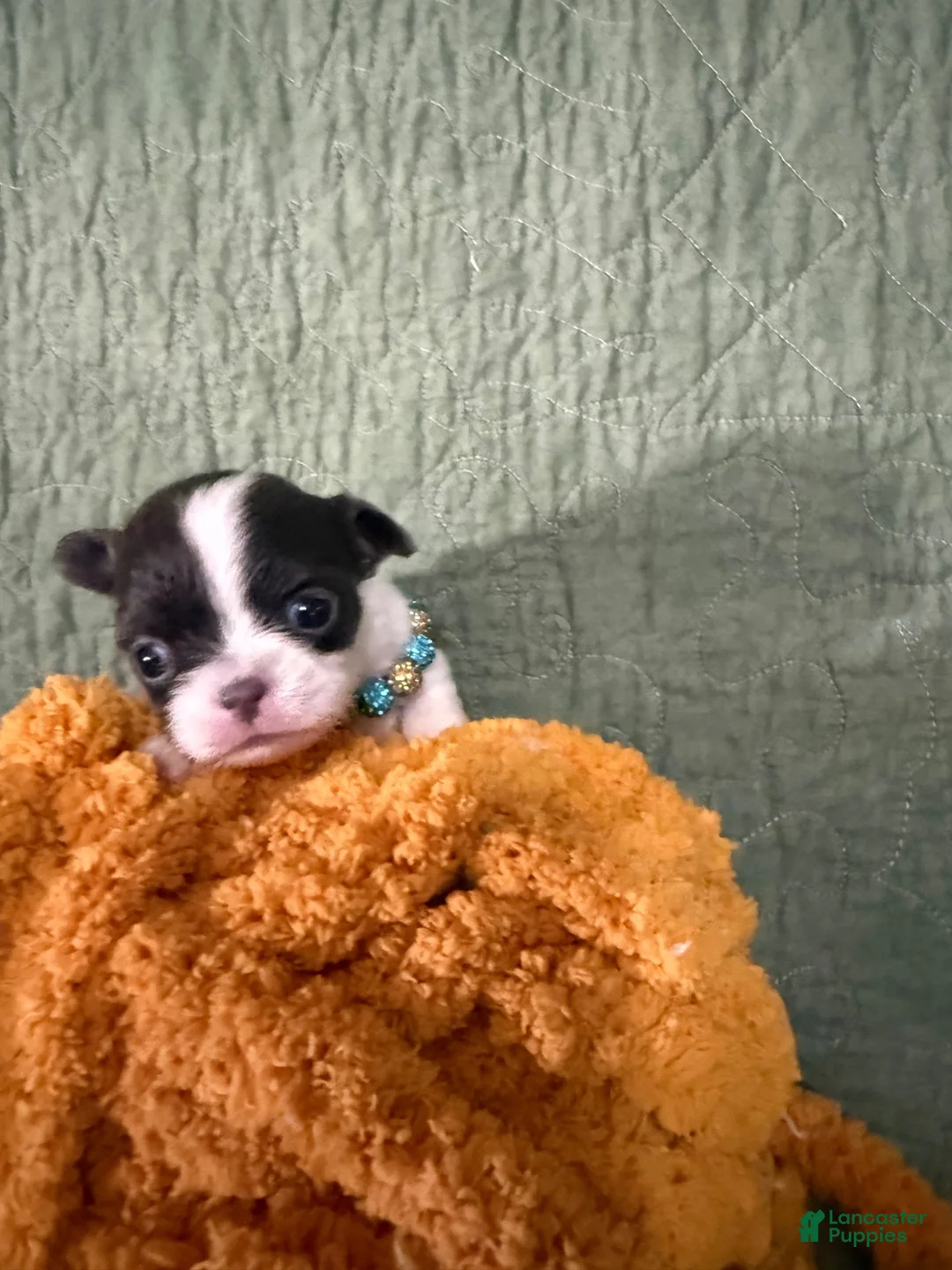 Chihuahua dogs for sale: Ivy - Ad 8