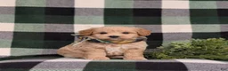 Eskipoo dogs for sale: Denzel - Ad 6