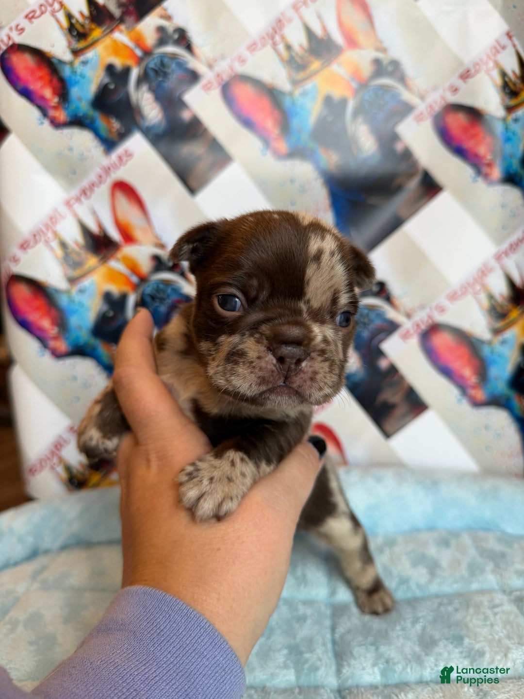 French Bulldog dogs for sale: Boo - Ad 13