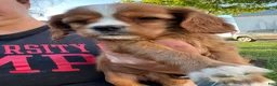 Cavalier King Charles Spaniel dogs for sale: Cavalier King Charles Spaniel 2 - Ad 4