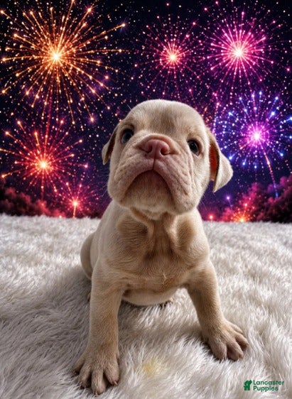 English Bulldog dogs for sale: Luna_Female - Ad 3