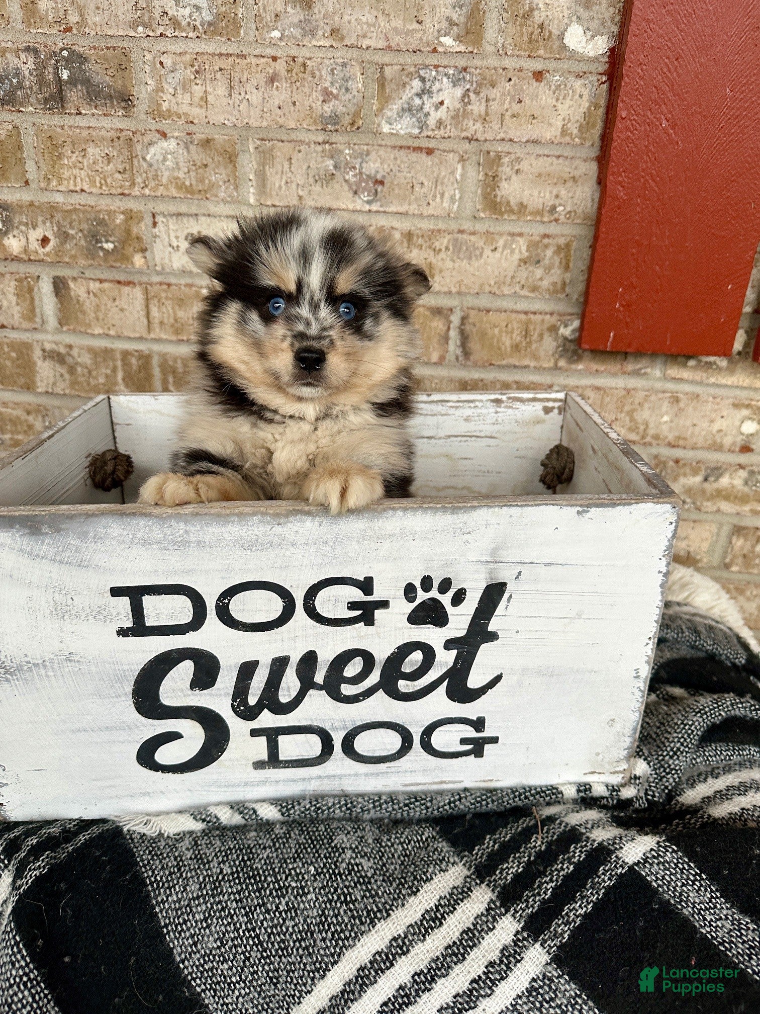 Pomsky dogs Mini Pomsky Lilly - Ad 22