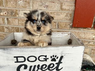 Pomsky dogs Mini Pomsky Lilly - Ad 5