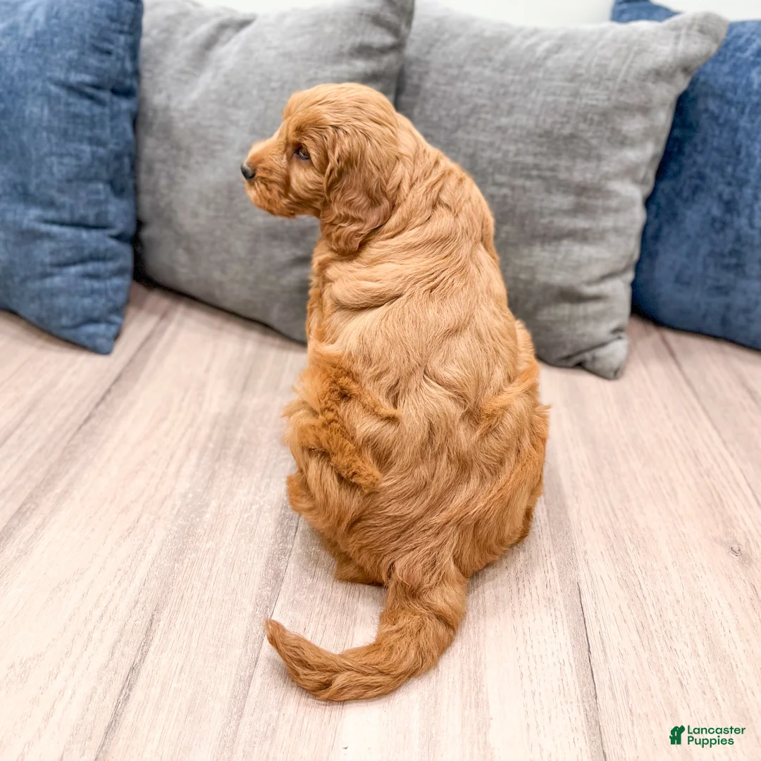 Mini Goldendoodle dogs for sale: Rover - Ad 5