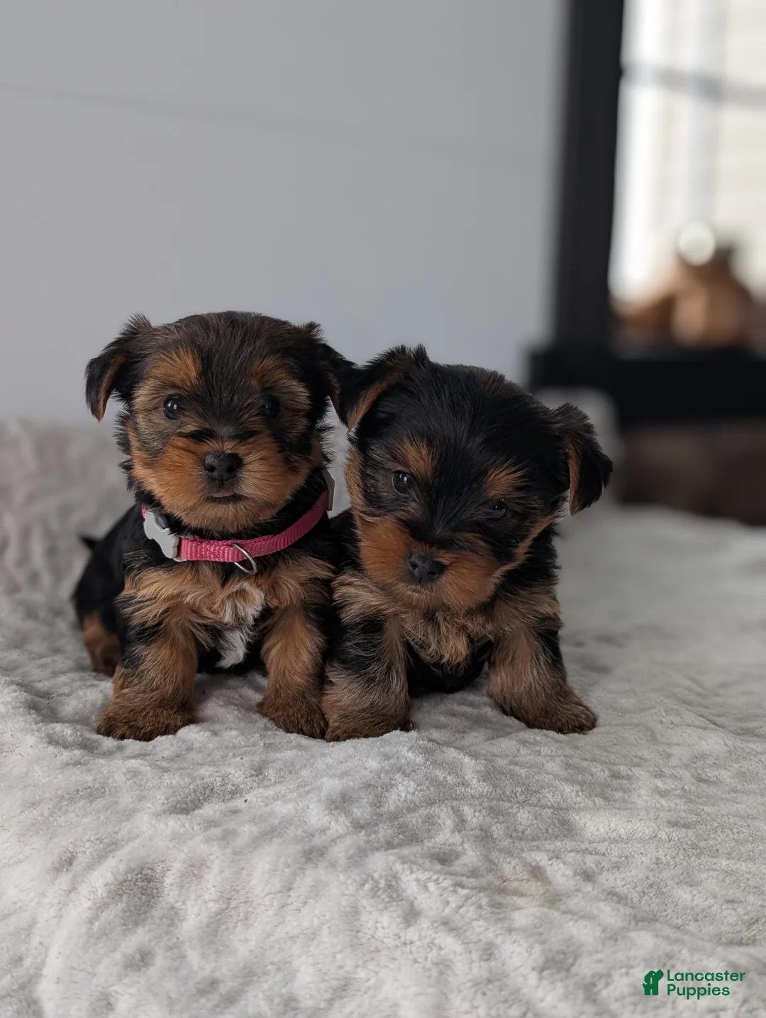 Yorkshire Terrier dogs for sale: Dutchess  - Ad 5