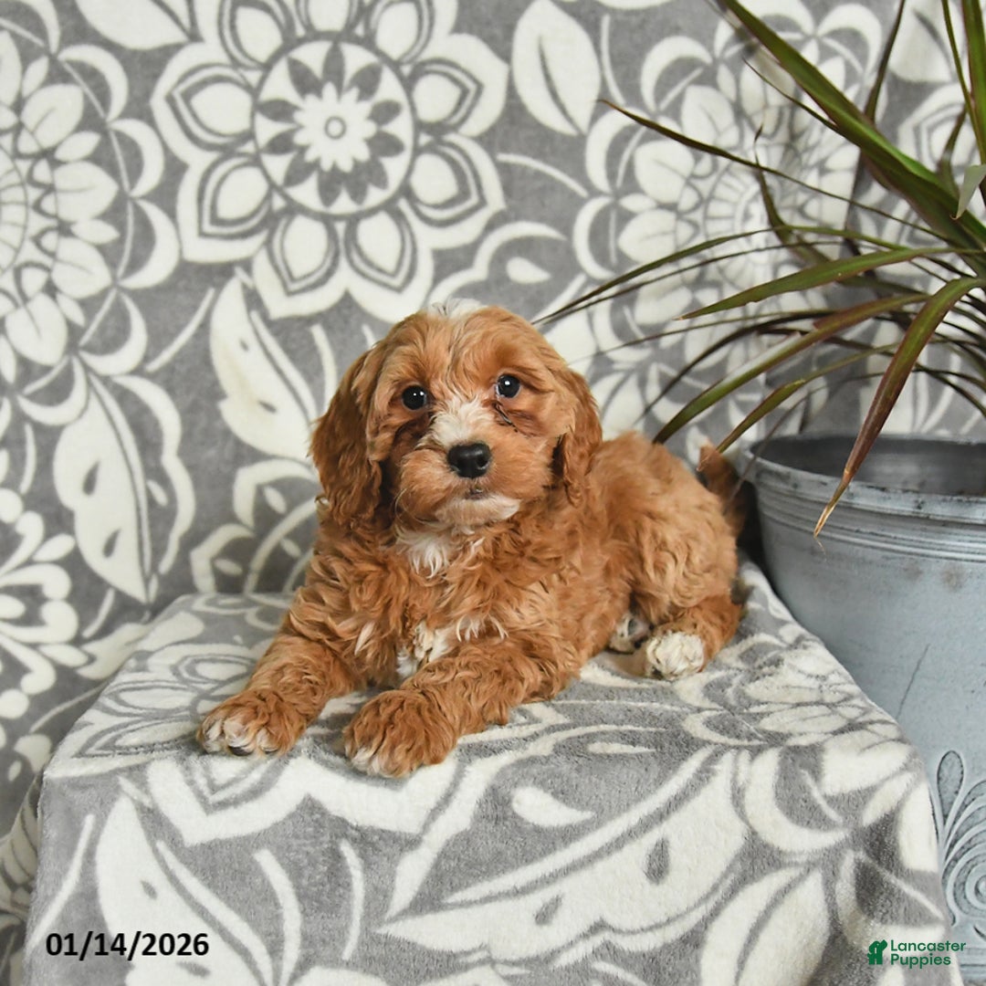 Mini Goldendoodle dogs for sale: Rocky - Ad 4