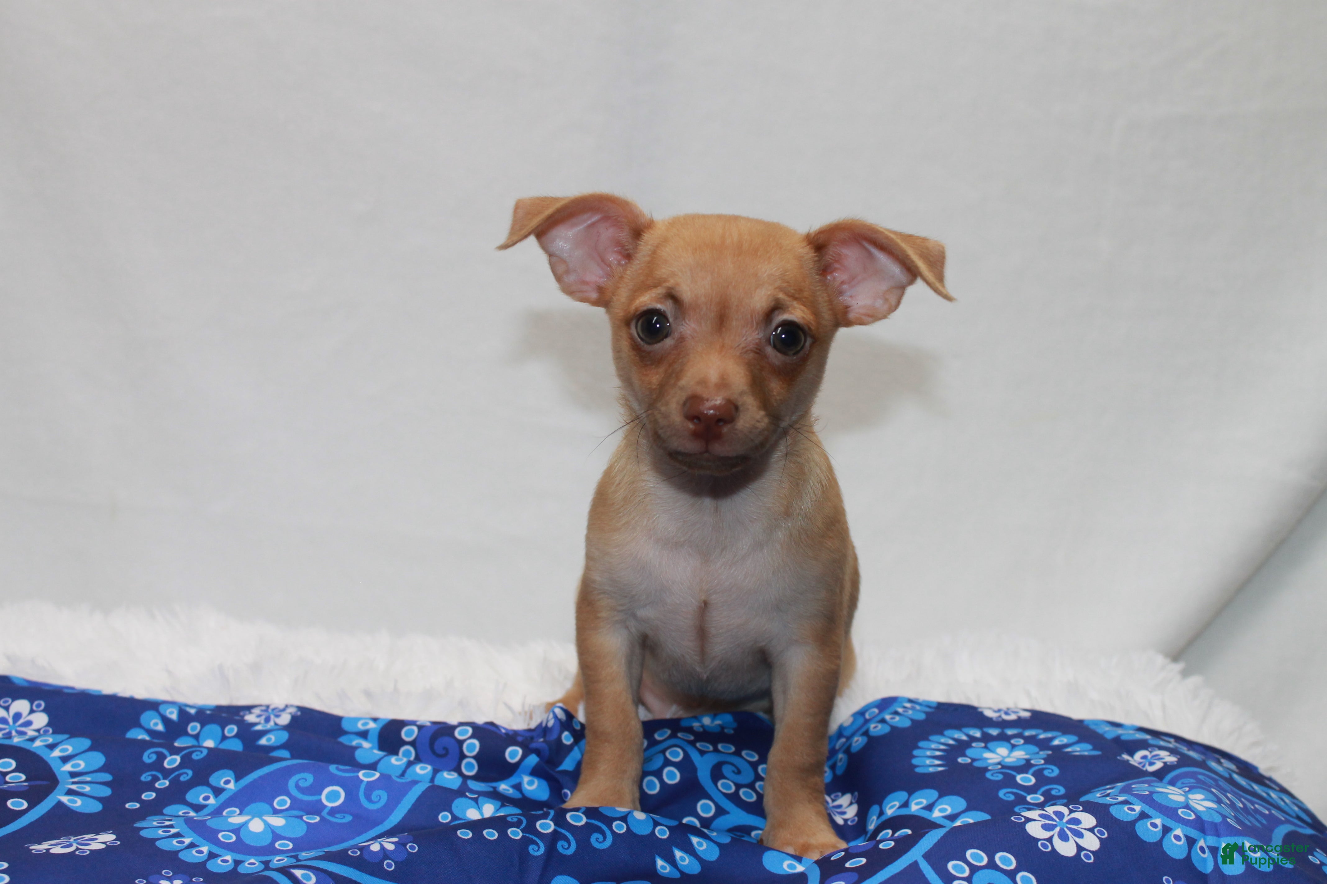 Chihuahua dogs Chihuahua 1 - Ad 1