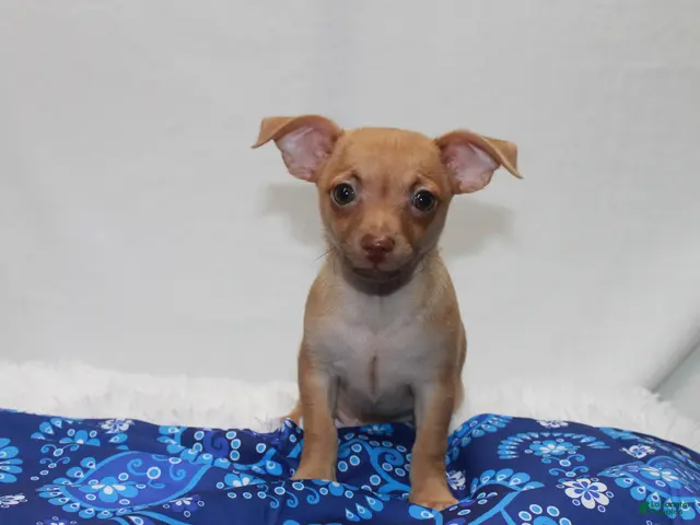 Chihuahua dogs for sale: Chihuahua 1 - Ad 1