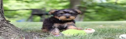 Yochon dogs for sale: Landon - Ad 1