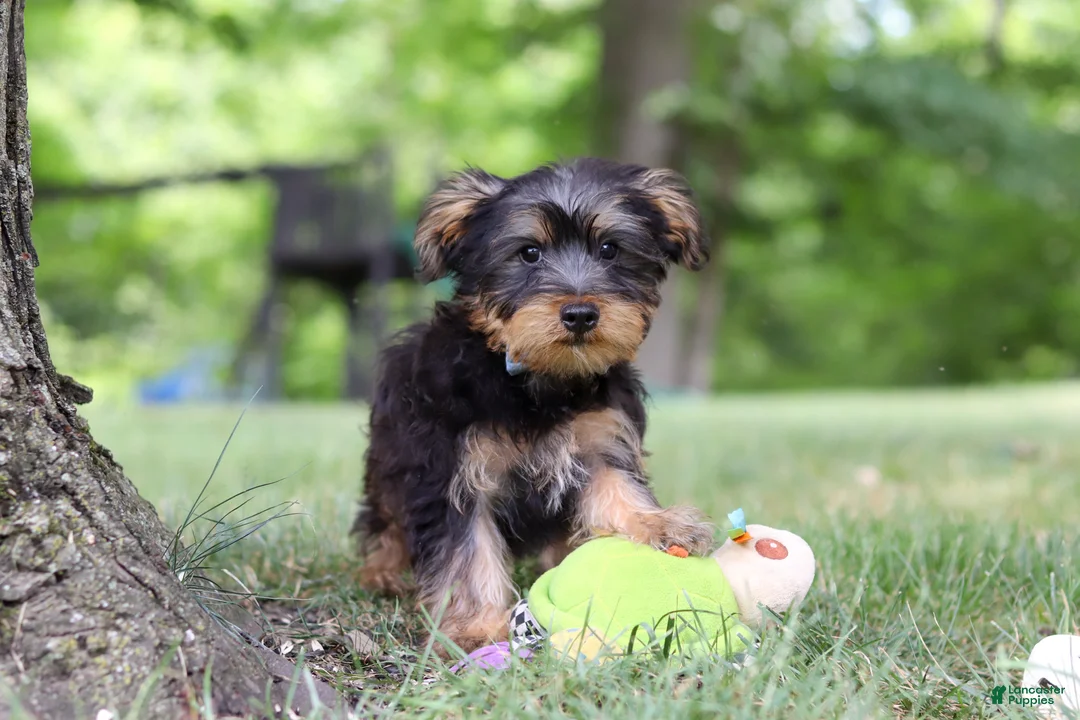 Yochon dogs for sale: Landon - Ad 1