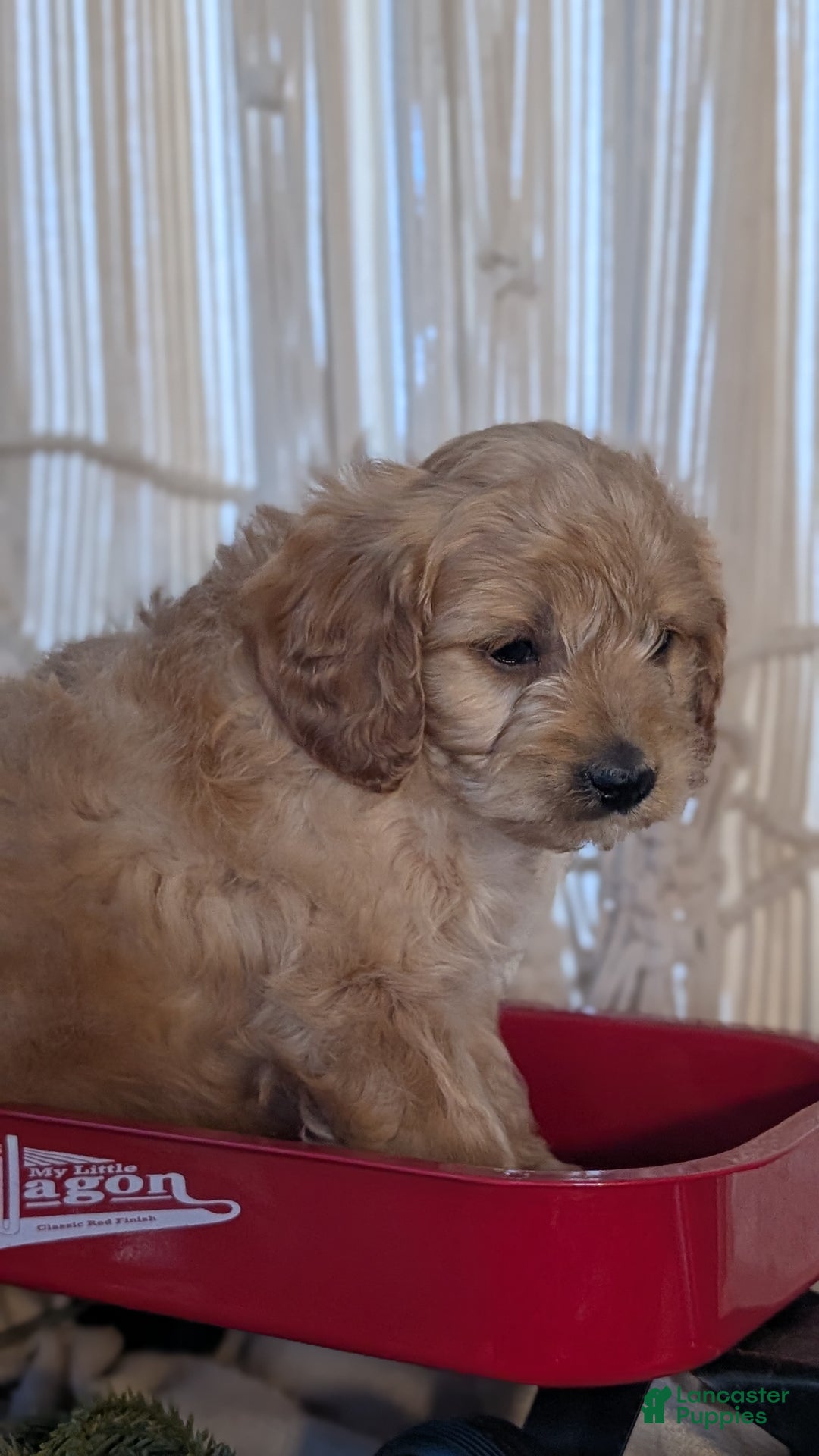 Cavapoo dogs for sale: Arlo - Ad 6