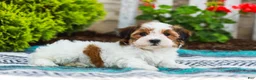Havapoo dogs for sale: Wanda (Raised in Home, Crate Trained, & Potty Training!) - Ad 4