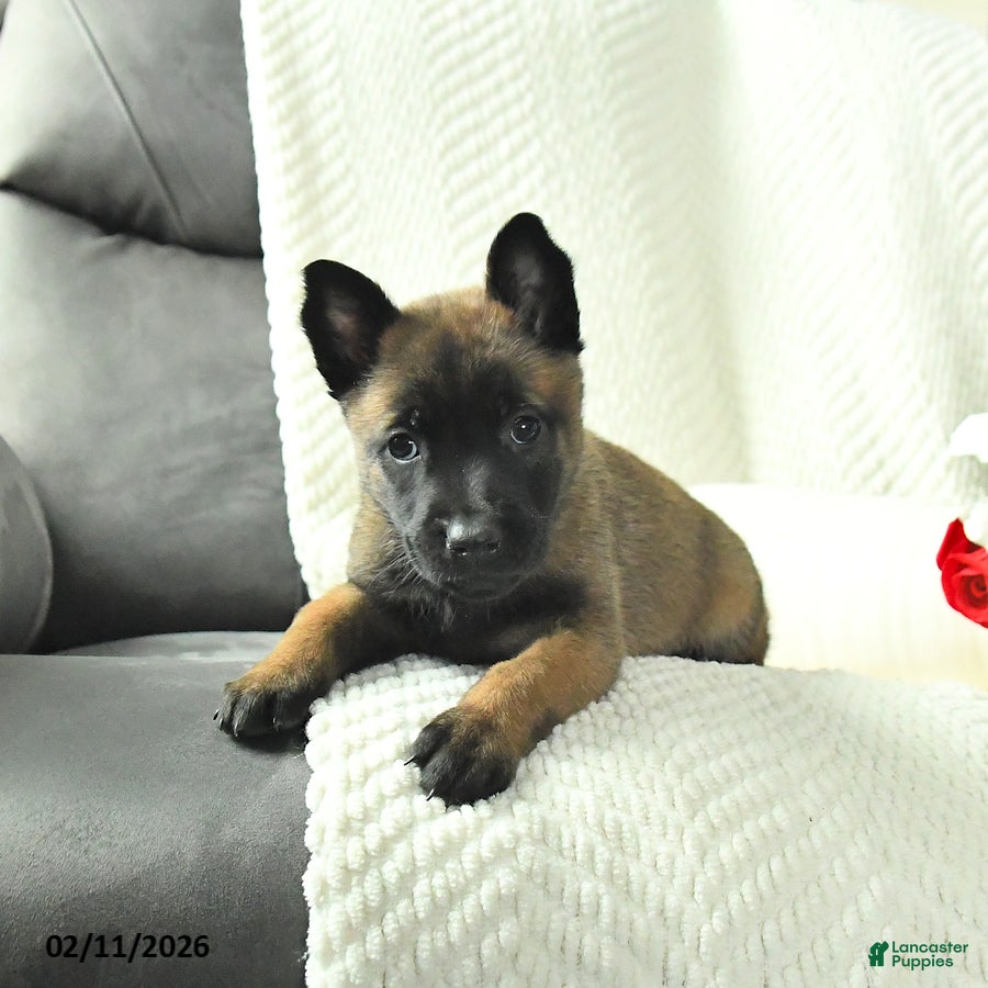 Belgian Malinois dogs Bella   - Ad 2