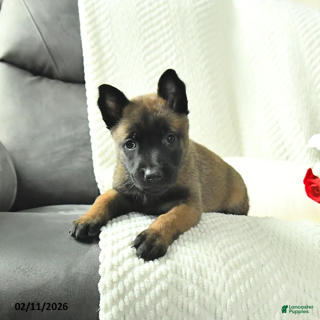 Belgian Malinois dogs for sale: Bella   - Ad 2