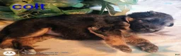 German Shepherd dogs for sale: German Shepherd Puppy 3 - Ad 1