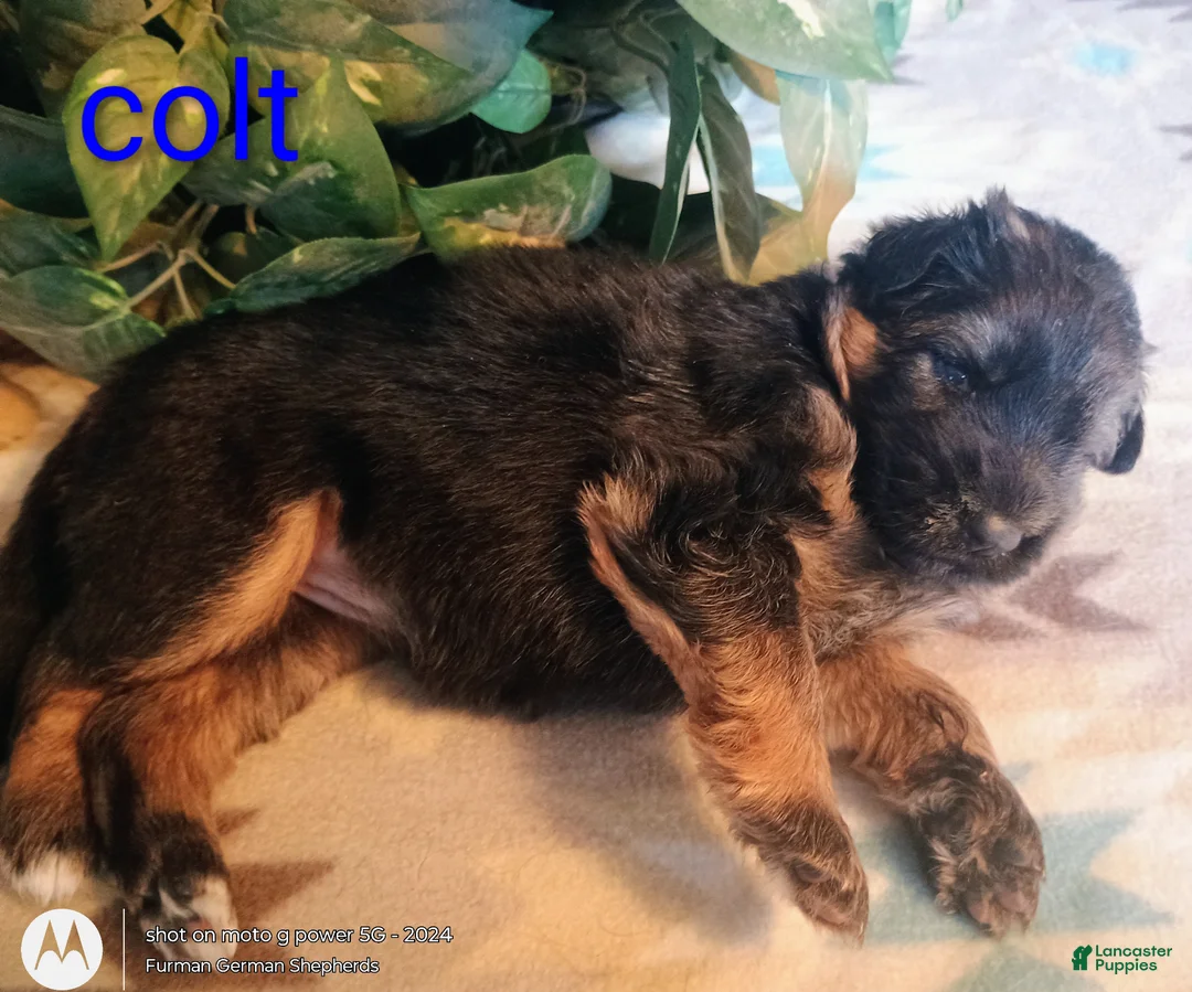 German Shepherd dogs for sale: German Shepherd Puppy 3 - Ad 1