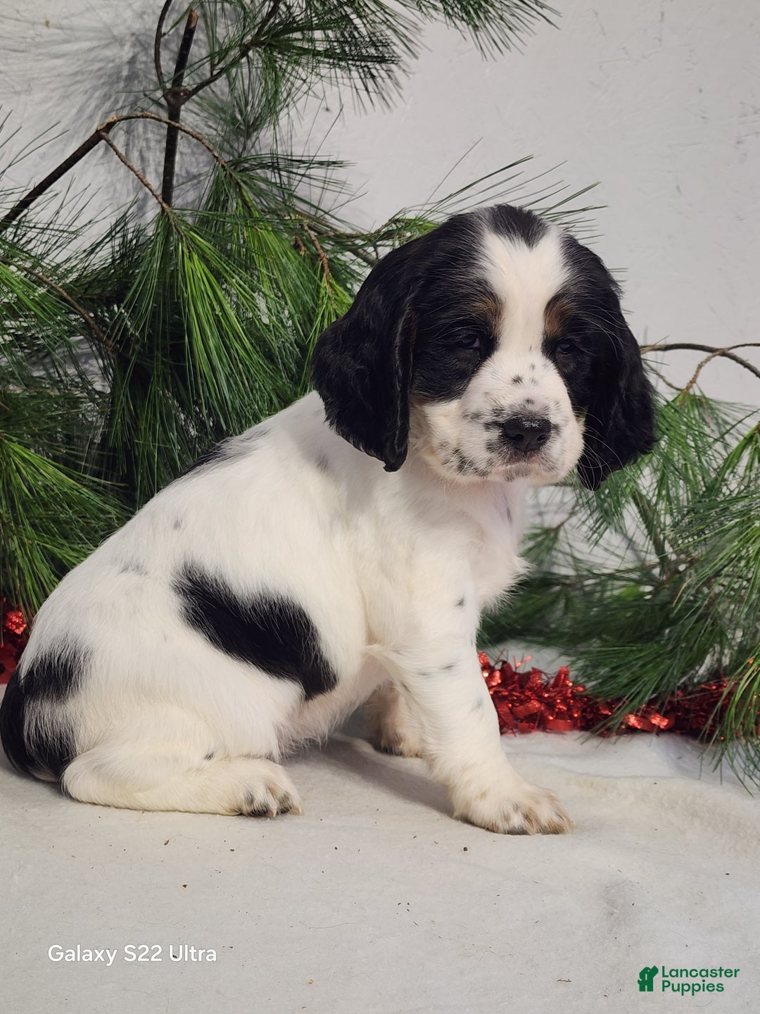 English Springer Spaniel dogs for sale: Marc - Ad 3