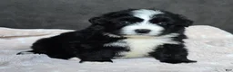 Mini Bernedoodle dogs for sale: Mini Wilson - Ad 9
