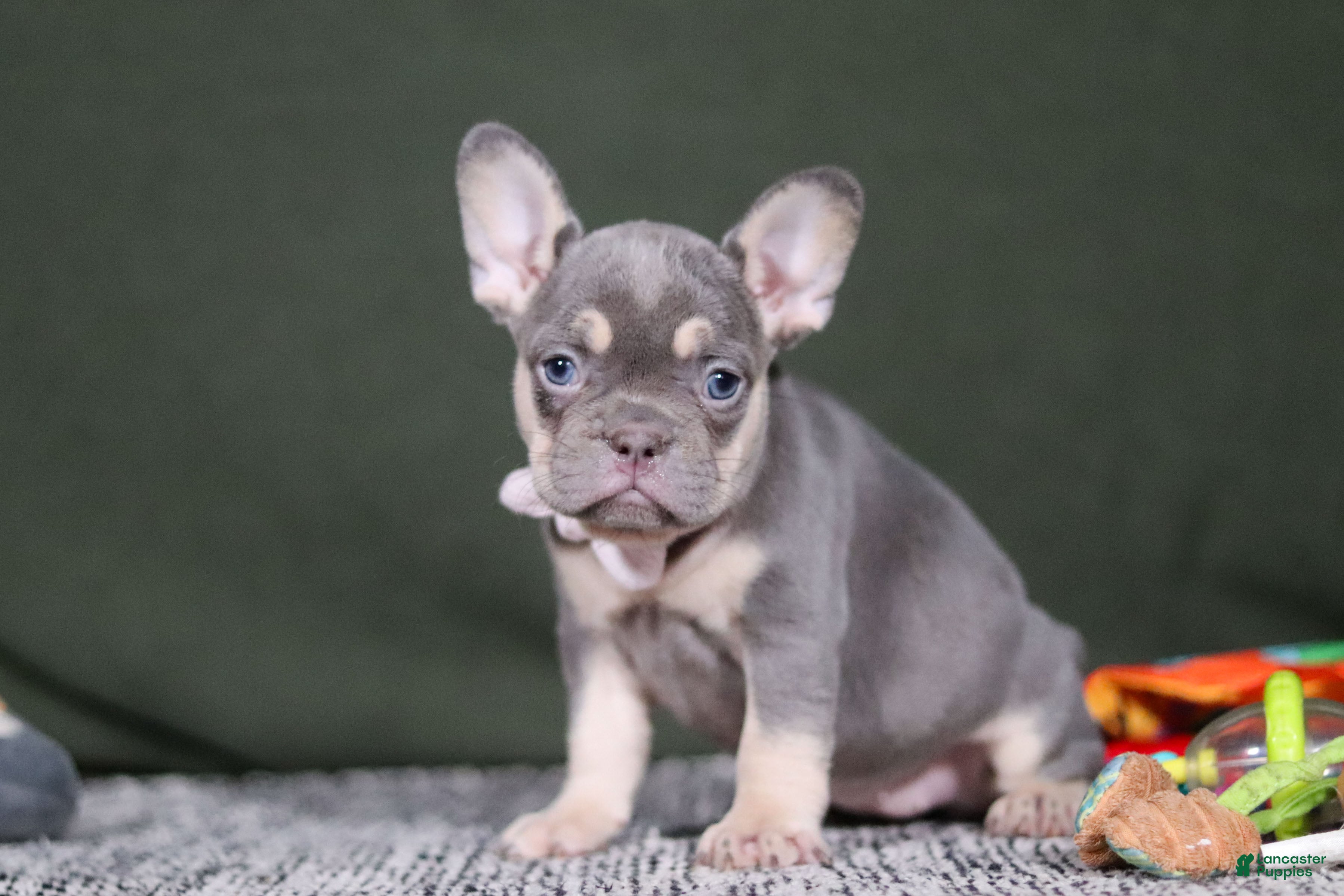French Bulldog dogs Pippa - Ad 32