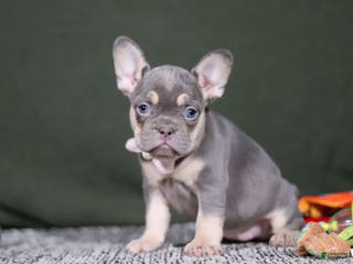 French Bulldog dogs Pippa - Ad 32