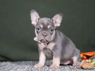 French Bulldog dogs Pippa - Ad 39