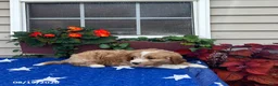 Mini Goldendoodle dogs for sale: Coby - Ad 4