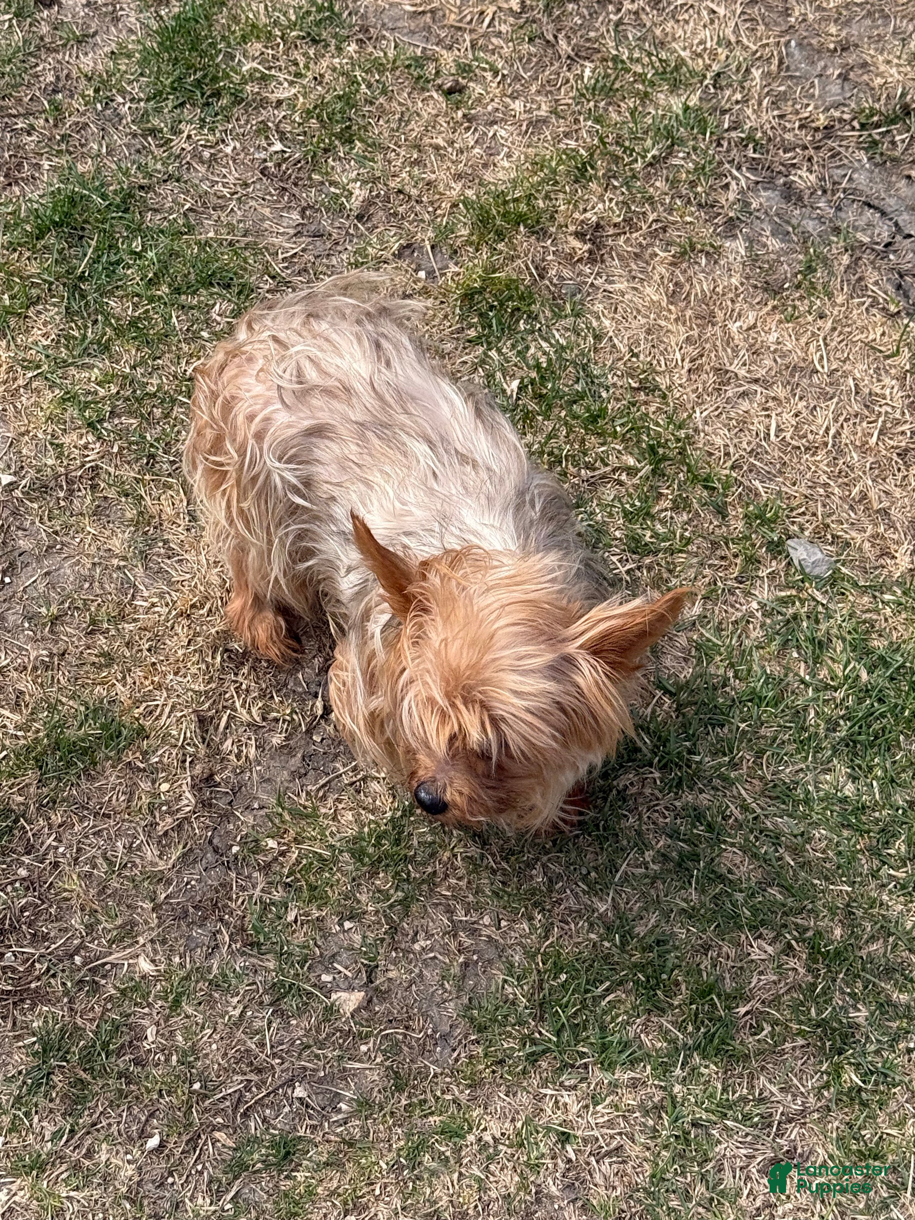 Mixed Breed dogs Yorkie - Ad 26