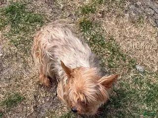 Mixed Breed dogs Yorkie - Ad 26