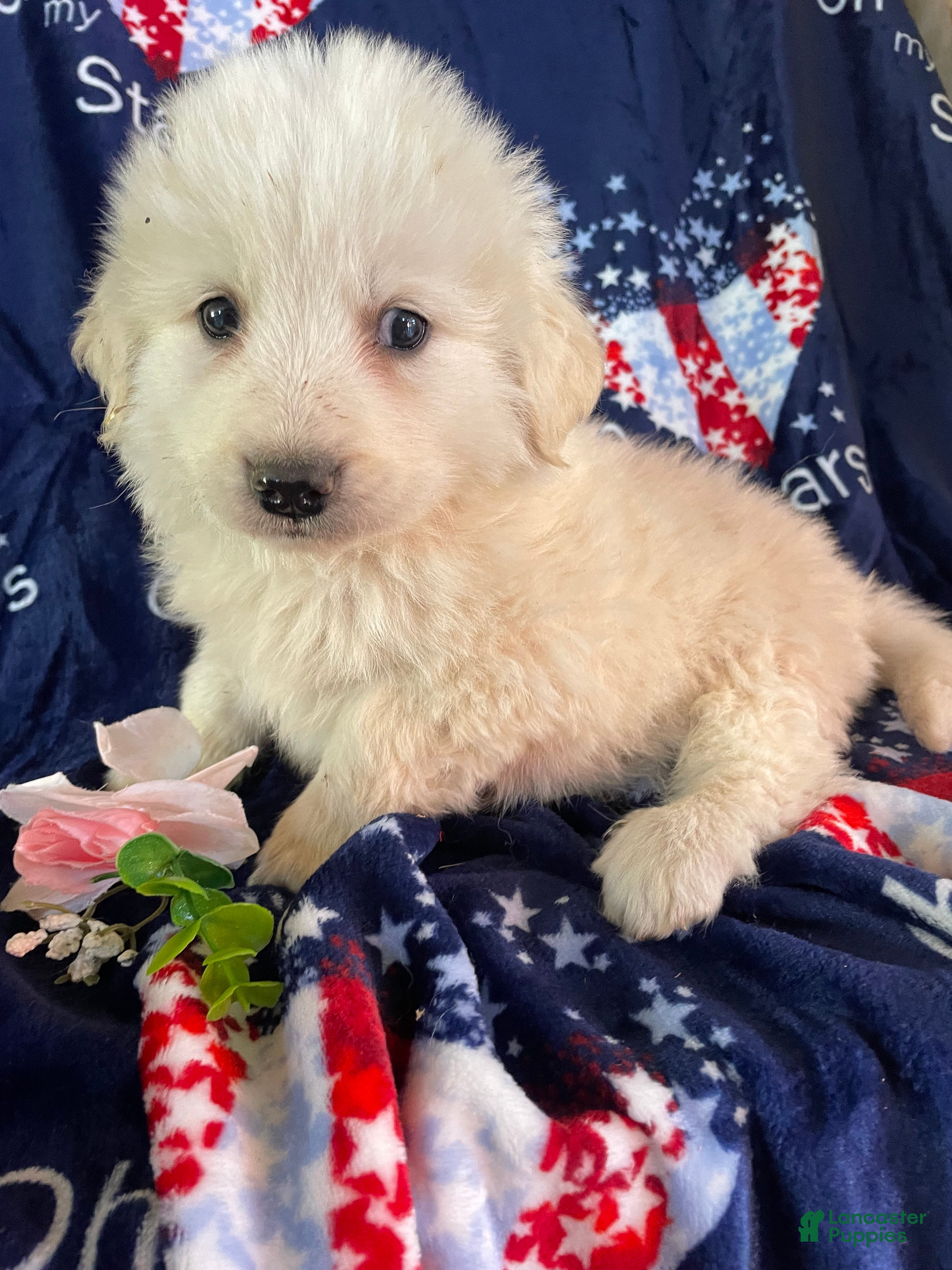 Great Pyrenees dogs Tank - Ad 31