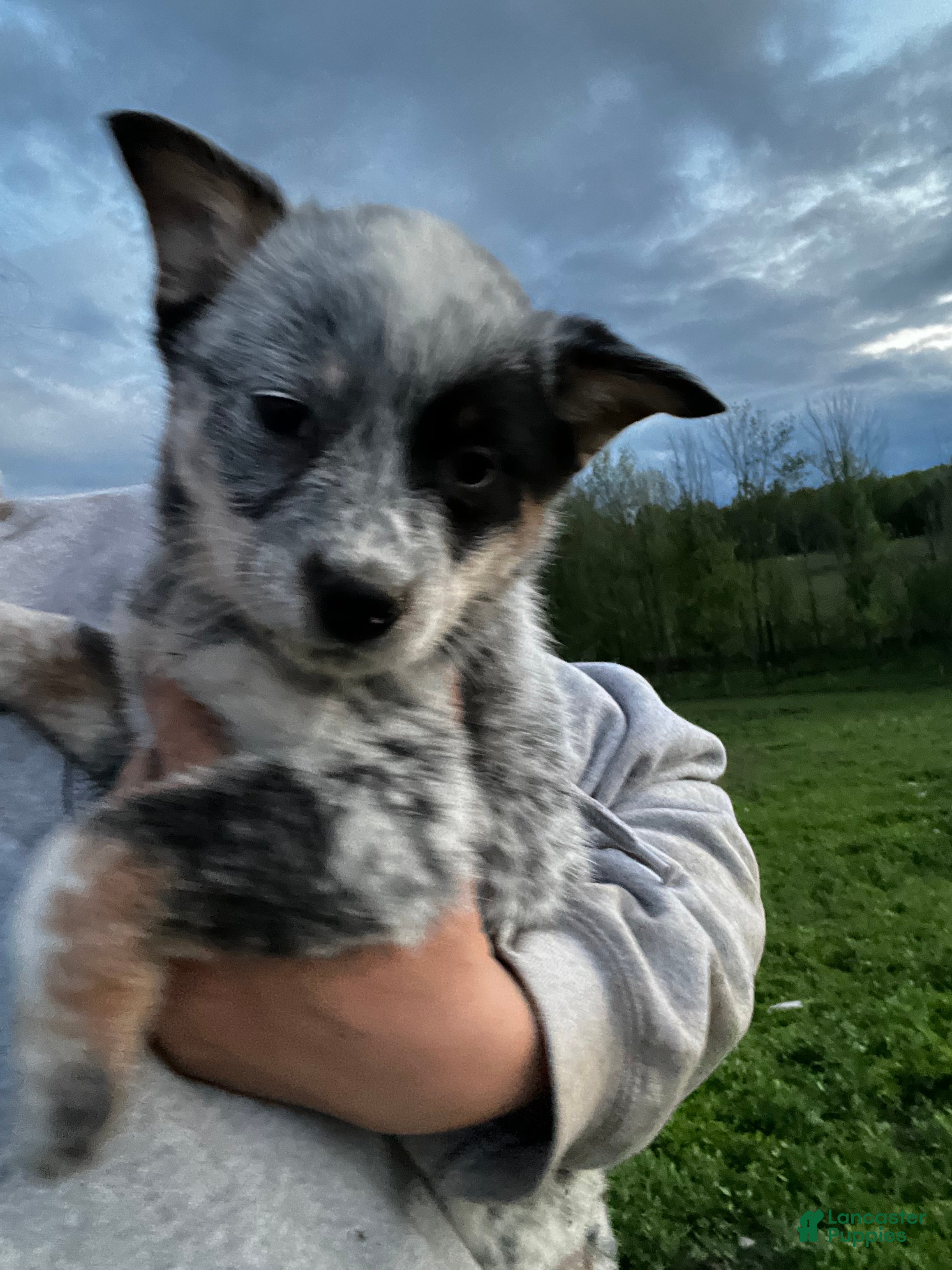 Australian Cattle Dog dogs Beth - Ad 16