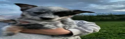 Australian Cattle Dog dogs for sale: Beth - Ad 1