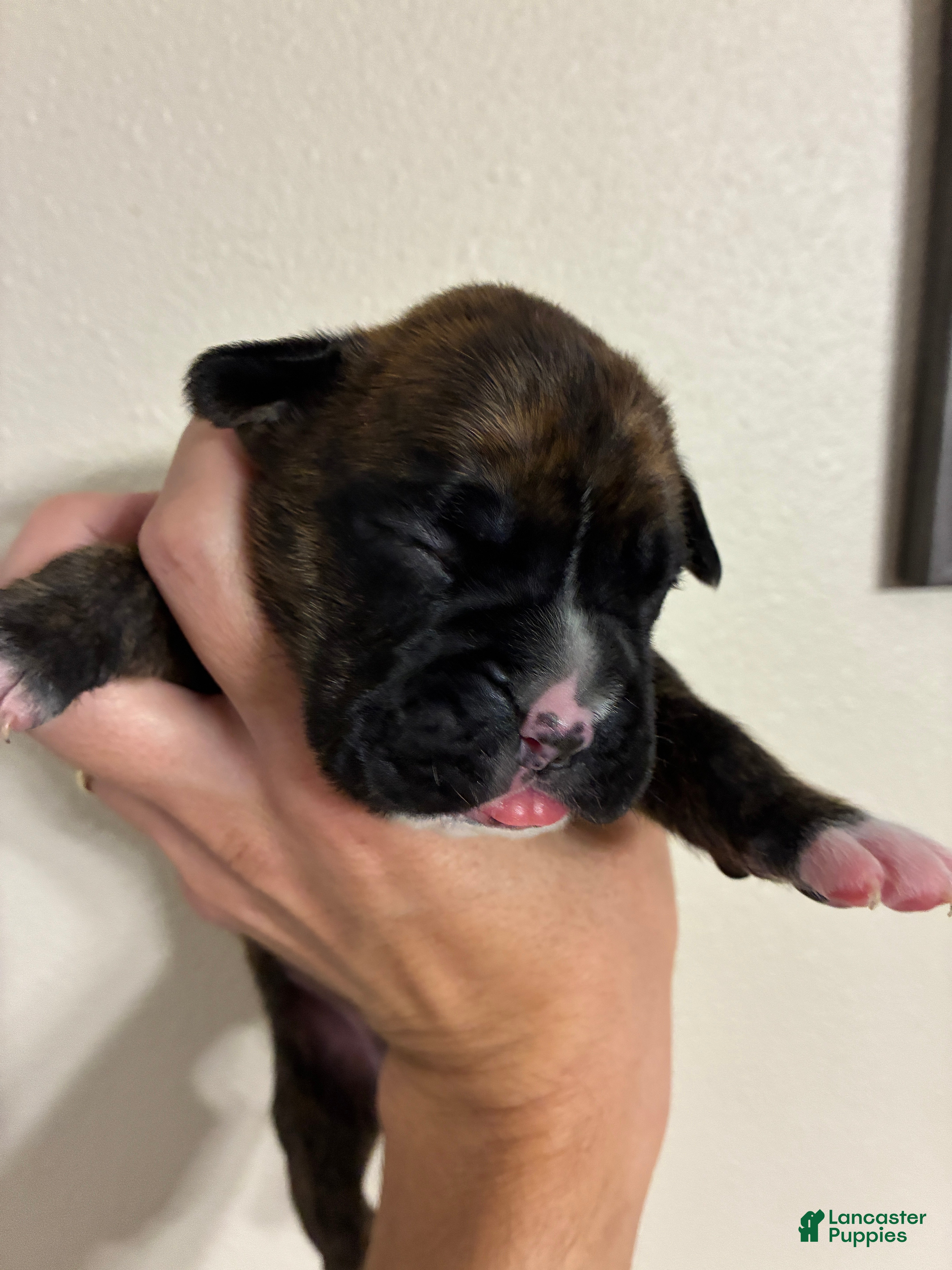 Boxer dogs for sale: Gray Collar - Ad 3
