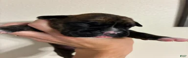 Gray Collar