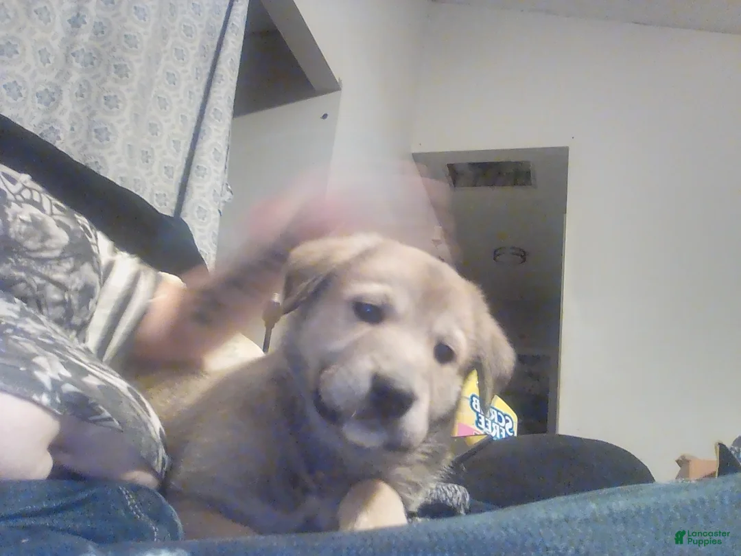 Mixed Breed dogs for sale: Bear Bear - Ad 3