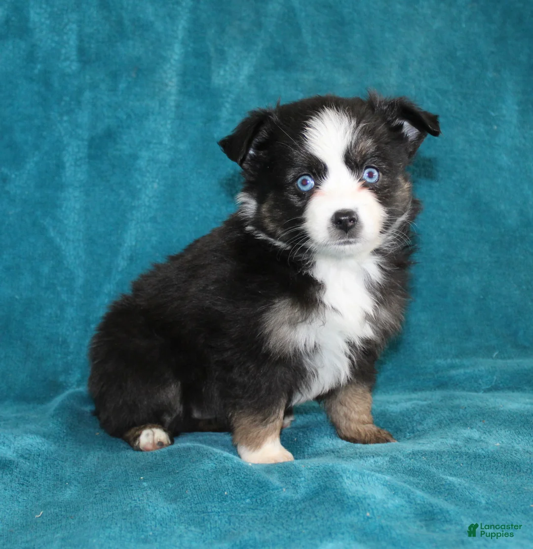 Miniature Australian Shepherd dogs for sale: Jodi - Ad 3