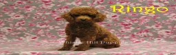 Cavapoo dogs for sale: George - Ad 5