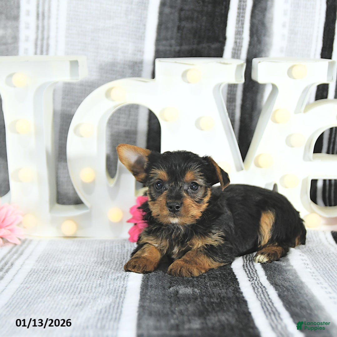 Yorkshire Terrier dogs for sale: Maverick - Ad 2