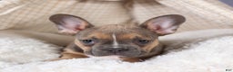 Frenchton dogs for sale: NEVA - Ad 7