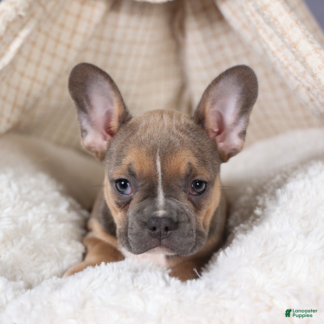 Frenchton dogs for sale: NEVA - Ad 7