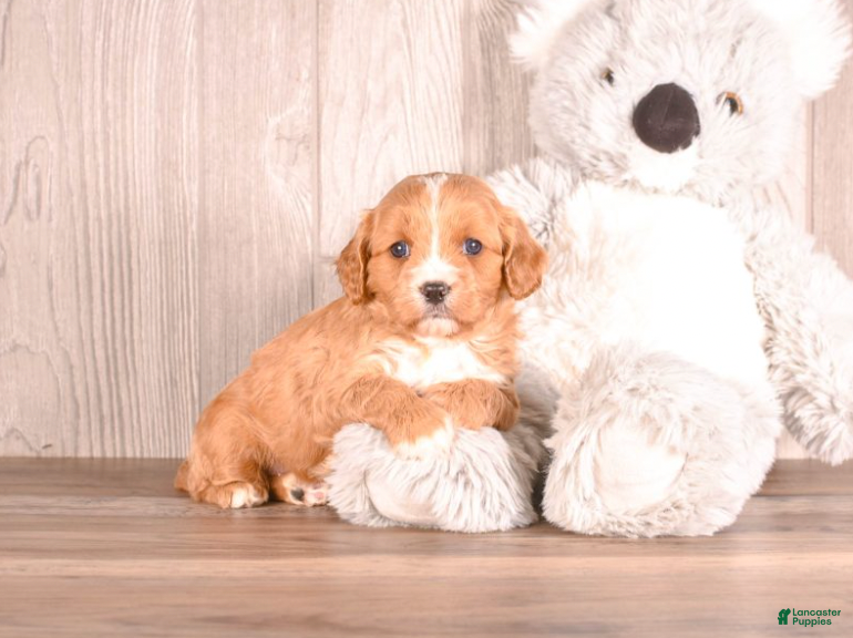 Cavapoo dogs Terry - Ad 2
