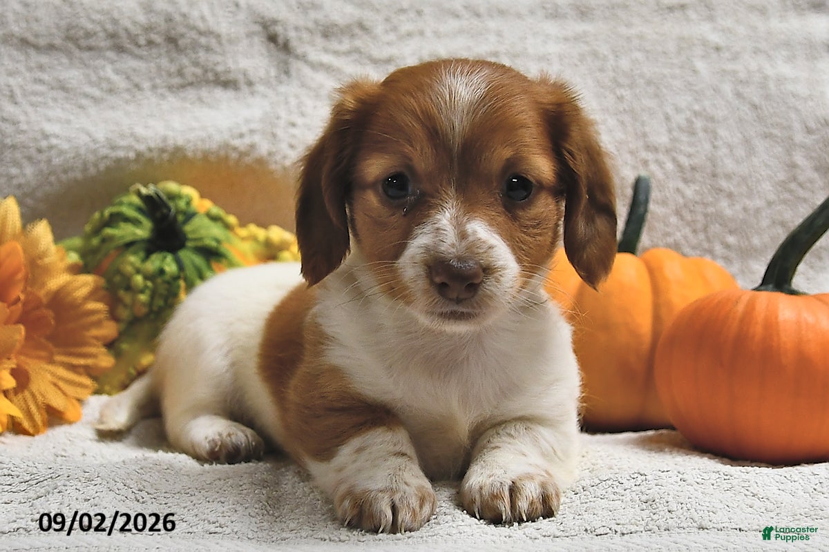 Miniature Dachshund dogs Macey  - Ad 1