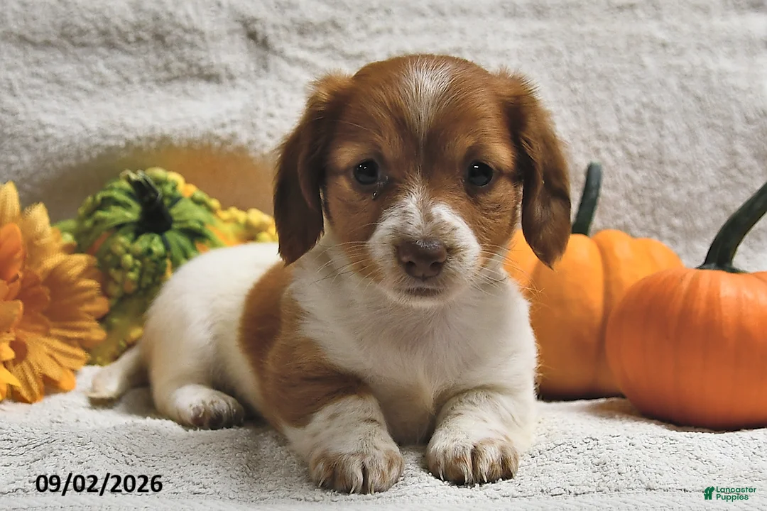 Miniature Dachshund dogs for sale: Macey  - Ad 1