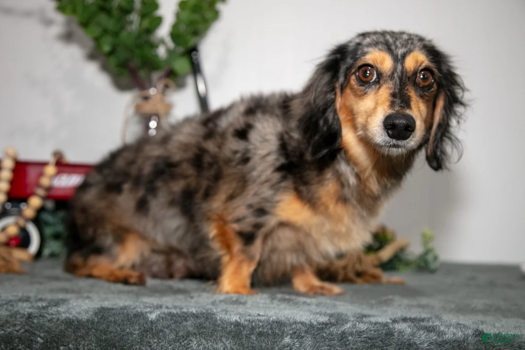 Miniature Dachshund dogs for sale: Paul - Ad 4