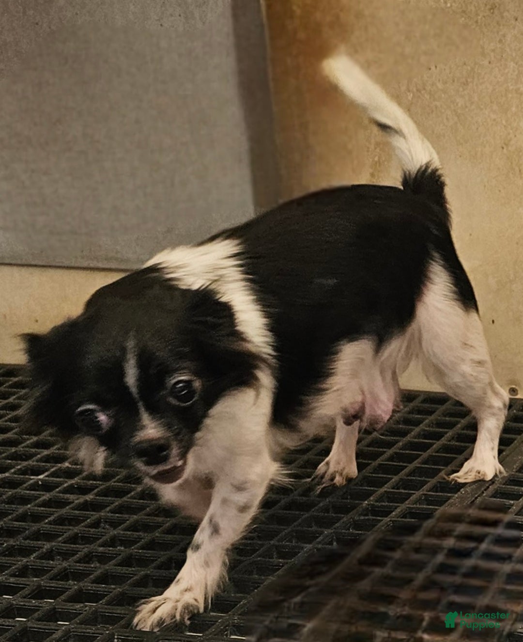 Chihuahua dogs for sale: Prissy - Ad 11