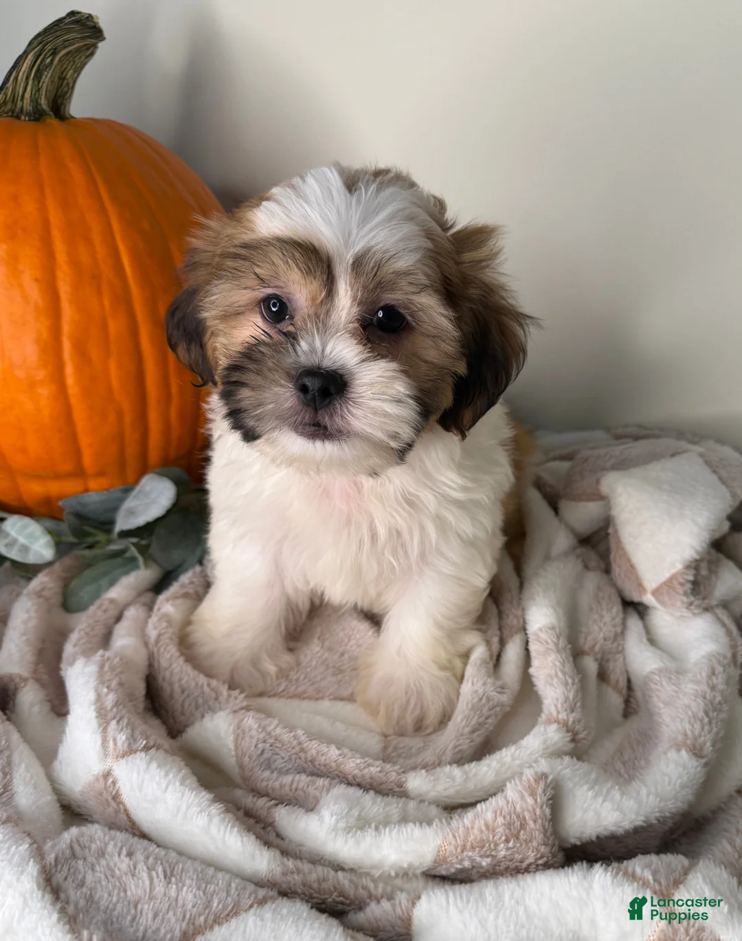 Maltipoo dogs for sale: Winston  - Ad 2